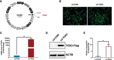 TOX3 Promotes Ovarian Estrogen Synthesis: An RNA-Sequencing and Network Study